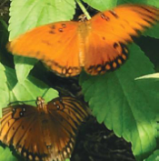 a butterfly on a plant in the Westminster butterfly garden