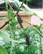 a caterpillar on a plant in the butterfly nursery at Westminster