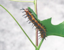 a caterpillar on a plant