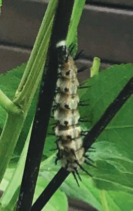 a caterpillar on a plant in the butterfly nursery at Westminster