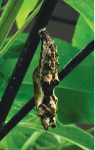 a caterpillar on a plant in the butterfly nursery at Westminster