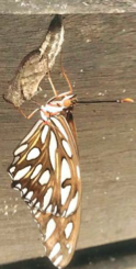 a butterfly in the Westminster butterfly nursery