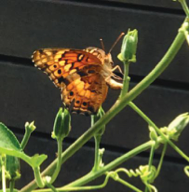 a butterfly on a plant at the Westminster butterfly nursery