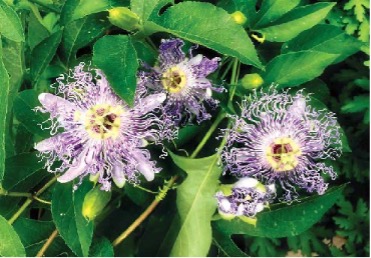 Butterfly Nursery at Westminster